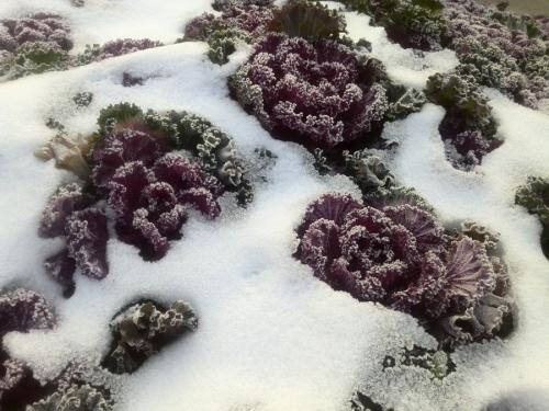 雪莲的功效与作用，雪莲的食用方法有哪些