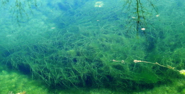 螺旋藻的功效与作用，螺旋藻的食用方法有哪些