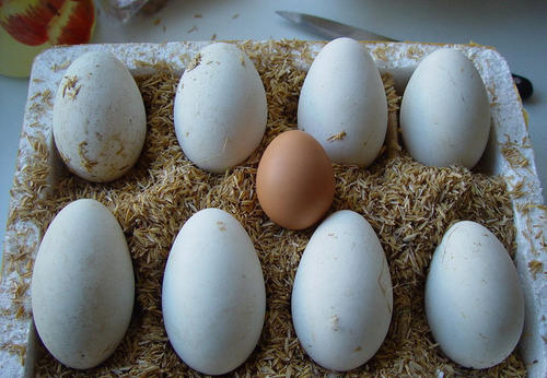 鹅蛋的功效与作用，鹅蛋的食用方法有哪些