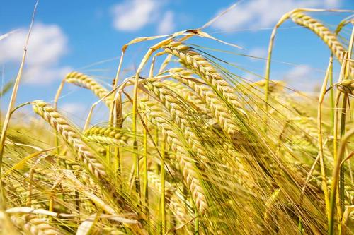 大麦的功效与作用，大麦的食用方法有哪些