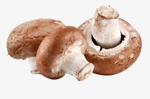 蘑菇的功效与作用，蘑菇的食用方法有哪些