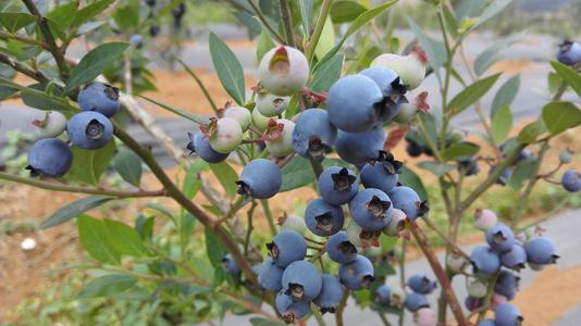蓝莓的功效与作用，蓝莓的食用禁忌有哪些